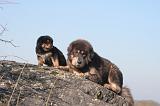 DOGUE DU TIBET 428